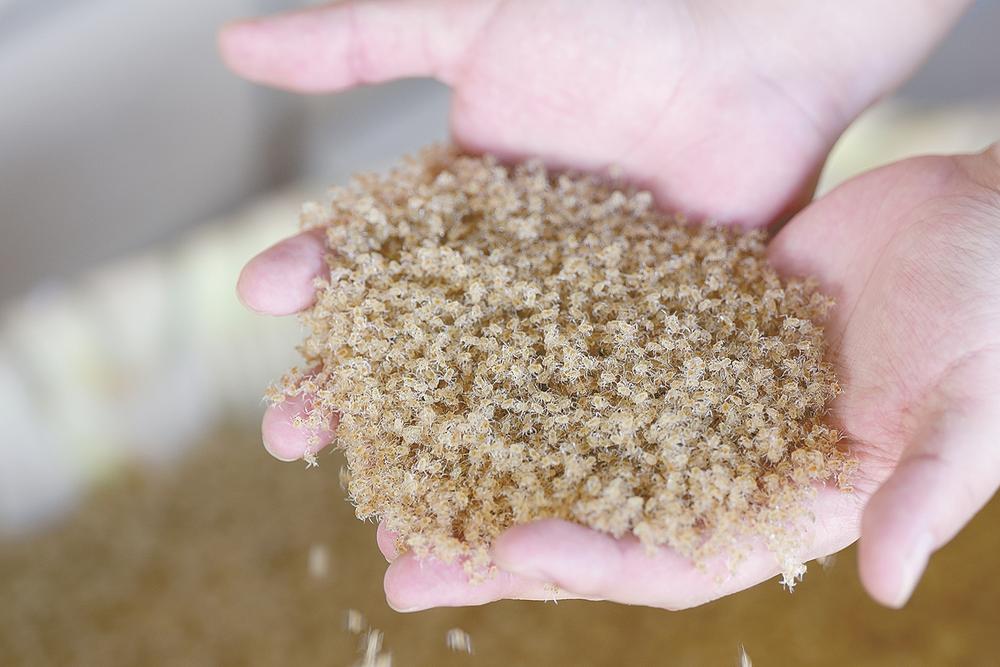 射阳万亩蟹苗喜获丰收