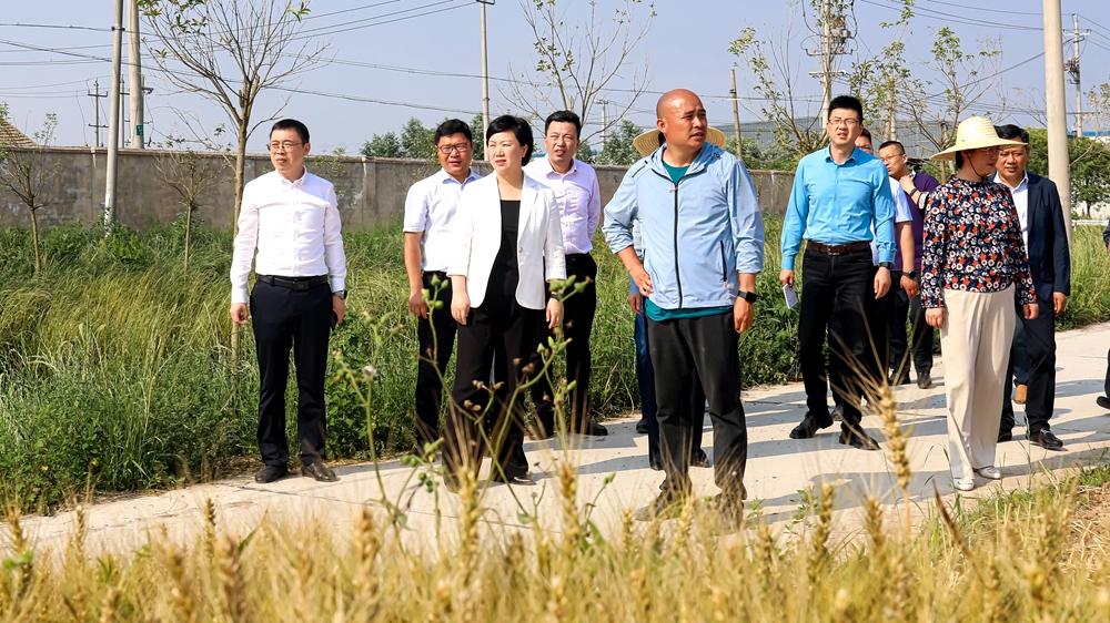 射阳县人民政府 政务资讯 [图]吴冈玉调研高标准农田建设工作